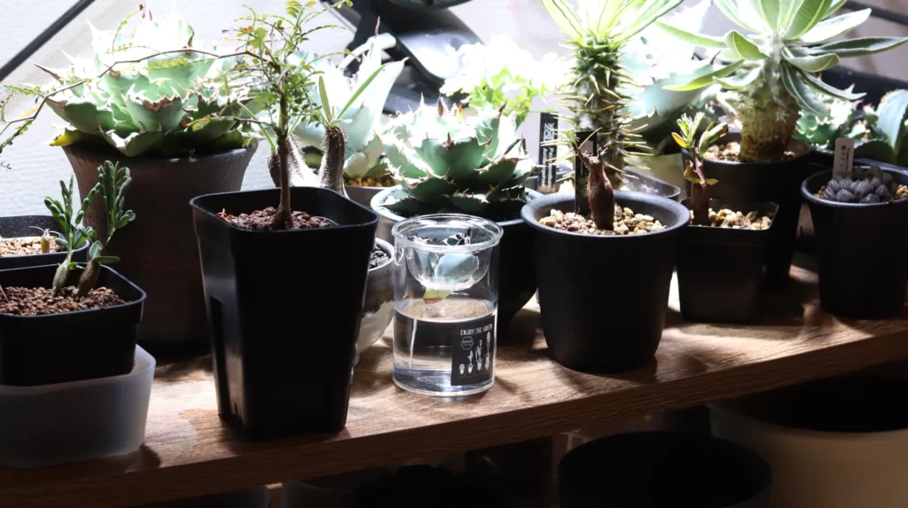 植物棚に置いた水栽培ガラスベース